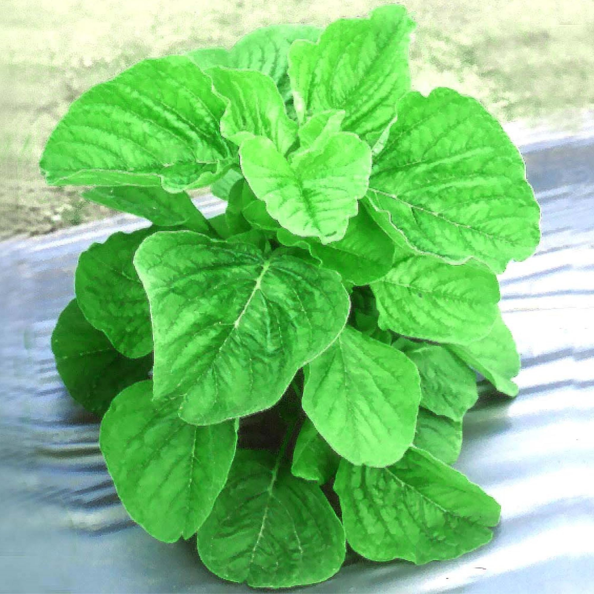 Amaranth Seeds - Green Leaf - Lu Hsien -1 Oz ~15000 Seeds - Non-GMO, Heirloom - Foliage, Microgreens & Grain